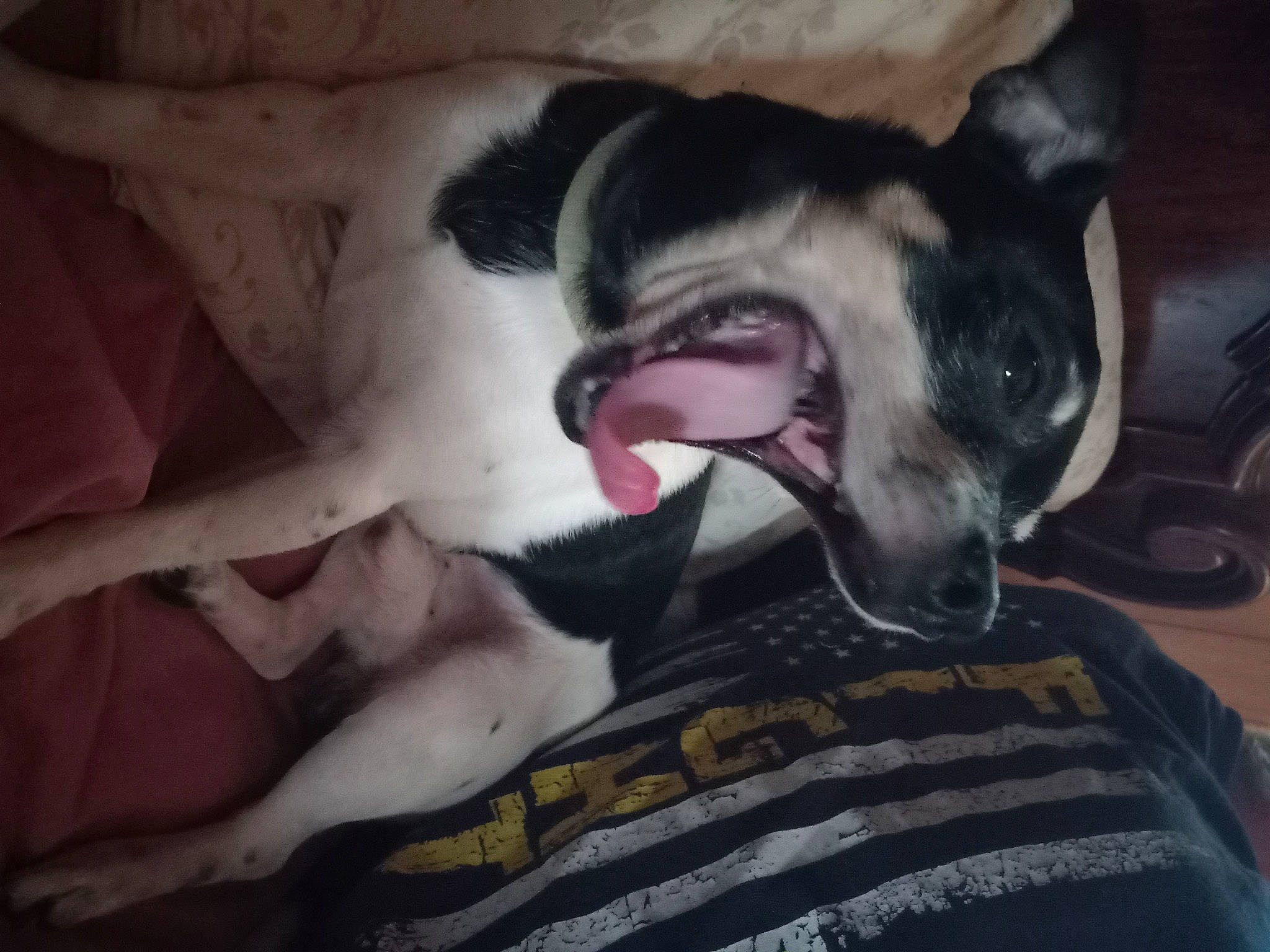 Harley joined the competition — help win amazing prizes! canidae, carnivore, comfort, companion_dog, dog, dog_breed, fawn, fur, guard_dog, jaw, mammal, non_sporting_group, paw, puppy_love, snout, sporting_group, terrestrial_animal, toy_dog, whiskers, working_animal