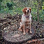 dog, tree_stump, forest, leaves, branches, outdoor, nature, canine, brown, white, collar, sitting, autumn, wood, plants, tree_trunks, ground, fur, pet, quiet