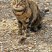 Nikie a rejoint le concours — aidez-le/la à gagner de superbes lots ! cat, tabby_cat, mouse, rocky_ground, outdoor, animal, pet, feline, alert, wildlife, nature, sunlight, fur, mammal, predator, small_animal, ground_texture, close_up, curious, whiskers
