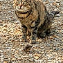 cat, tabby_cat, mouse, rocky_ground, outdoor, animal, pet, feline, alert, wildlife, nature, sunlight, fur, mammal, predator, small_animal, ground_texture, close_up, curious, whiskers