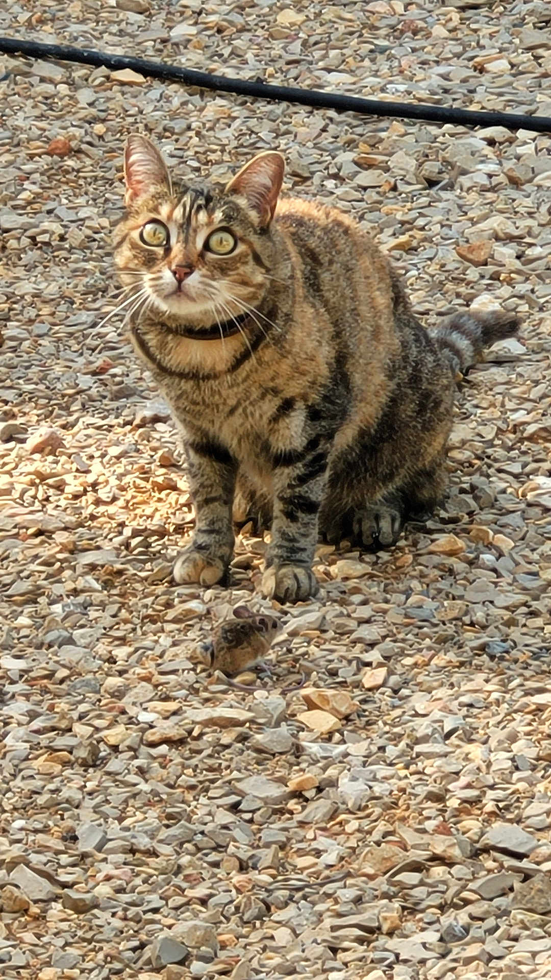 Nikie a rejoint le concours — aidez-le/la à gagner de superbes lots ! cat, tabby_cat, mouse, rocky_ground, outdoor, animal, pet, feline, alert, wildlife, nature, sunlight, fur, mammal, predator, small_animal, ground_texture, close_up, curious, whiskers