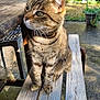 animal, bench, cat, daylight, domestic_animal, ears, feline, fur, garden, greenery, looking_away, nature, outdoor, pet, plant_pot, sitting, sunlight, tabby, whiskers, wooden_bench