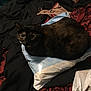 Baby is registered to the contest to win money with this photo: cat, tortoiseshell_cat, pet, bed, blanket, pillow, package, plastic_bag, indoor, resting, loaf, whiskers, eyes, fur, bedding, label_tag, patterned_bedspread, cozy, domestic_animal, nightroom