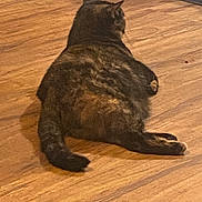 Baby joined the competition — help win amazing prizes! cat, feline, tortoiseshell, tabby, pet, indoor, hardwood_floor, lying_down, back_view, tail, ears, whiskers, relaxed, chonk, cute, home, floor, animal, paw, resting