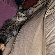 Winnie Pooh Bear is registered to the contest to win money with this photo: kitten, cat, sleeping_cat, pet, fur, blanket, comforter, pillow, nap, cozy, whiskers, ears, paw, indoors, human_arm, sleeve, bedding, closeup, relaxed, young_animal