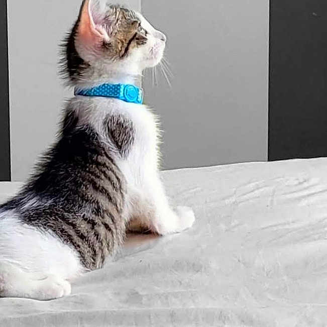 Tesco is registered to the contest to win money with this photo: abyssinian, angora, animal, bed, bedroom, blanket, cat, cushion, egyptiancat, furniture, homedecor, indoors, kitten, manx, pet, room, white