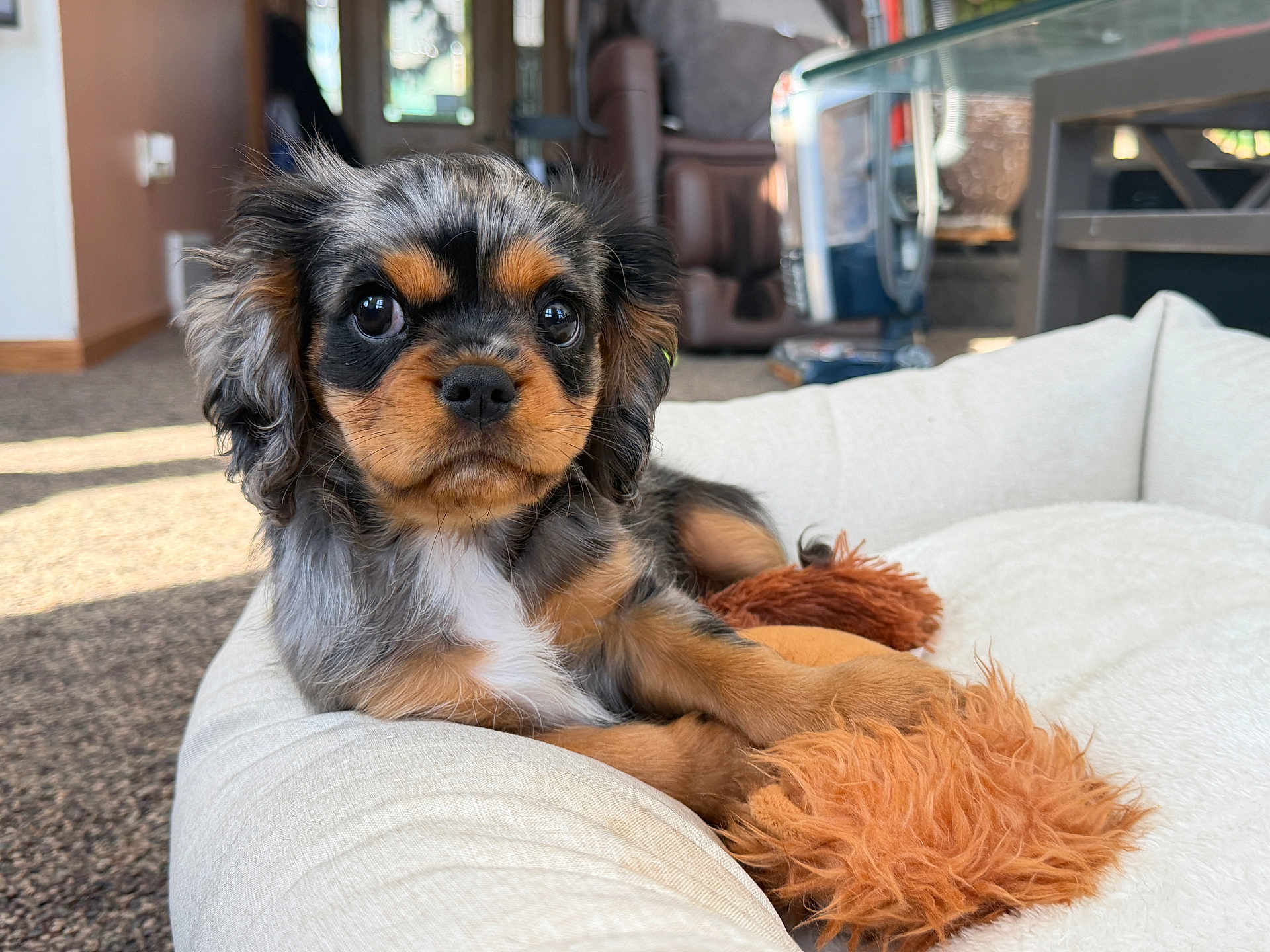 Ozzy is registered to the contest to win money with this photo: puppy, dog, pet, bed, toy, indoor, cozy, brown, black, white, fur, cute, small, animal, relaxed, carpet, furniture, home, soft, fluffy