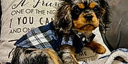 Ozzy joined the competition — help win amazing prizes! puppy, dog, plaid_jacket, cushion, blanket, sofa, pet, fur, ears, cute, indoor, cozy, animal, young_dog, portrait, resting, fur_pattern, button, soft, domestic