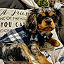 puppy, dog, plaid_jacket, cushion, blanket, sofa, pet, fur, ears, cute, indoor, cozy, animal, young_dog, portrait, resting, fur_pattern, button, soft, domestic