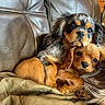 Ozzy is registered to the contest to win money with this photo: adorable, animal, black_fur, blanket, brown_fur, close_up, companion, cozy, cuddling, cute, dog, fur, indoor, leather_couch, pet, puppy, resting, snuggling, tan_fur, two_dogs