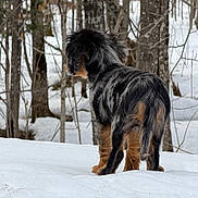 Ozzy joined the competition — help win amazing prizes! dog, snow, winter, forest, trees, outdoor, animal, fur, canine, nature, cold, standing, back_view, brown, black, winter_climate, pets, winter_forest, wildlife, curious