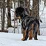 dog, snow, winter, forest, trees, outdoor, animal, fur, canine, nature, cold, standing, back_view, brown, black, winter_climate, pets, winter_forest, wildlife, curious