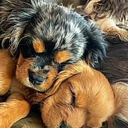 Ozzy joined the competition — help win amazing prizes! adorable, animal, closeup, companion, couch, cozy, cute, dog, domestic_animal, friendship, fur, indoors, leather, pet, puppy, relaxation, resting, sleeping, snuggling, young