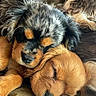 adorable, animal, closeup, companion, couch, cozy, cute, dog, domestic_animal, friendship, fur, indoors, leather, pet, puppy, relaxation, resting, sleeping, snuggling, young