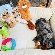 Ozzy is registered to the contest to win money with this photo: dog, sleeping, plush_bed, stuffed_toys, chew_toy, fluffy, resting, cozy, indoor, pet, animal, cute, black_and_brown, small_dog, toy_lion, toy_tiger, toy_dog, colorful, relaxation, nap