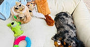 Ozzy is registered to the contest to win money with this photo: animal, black_and_brown, chew_toy, colorful, cozy, cute, dog, fluffy, indoor, nap, pet, plush_bed, relaxation, resting, sleeping, small_dog, stuffed_toys, toy_dog, toy_lion, toy_tiger