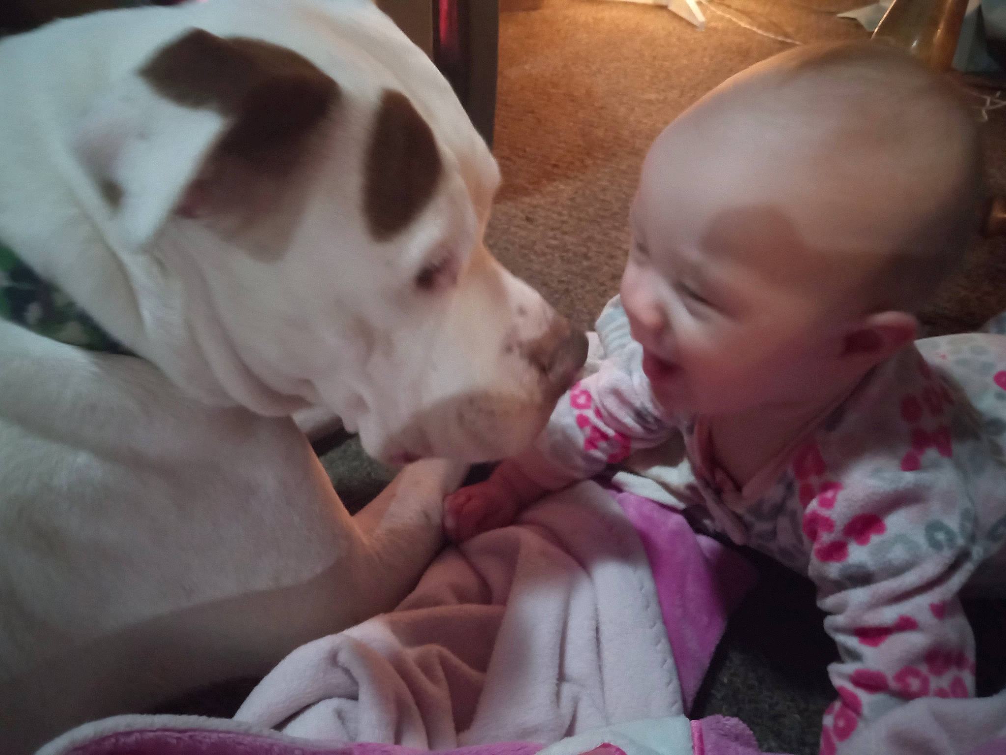 Tiana is registered to the contest to win money with this photo: baby, baby_toddler_clothing, carnivore, cheek, child, comfort, companion_dog, dog, dog_breed, ear, fawn, fun, fur, gesture, happy, nose, person, skin, smile, toddler