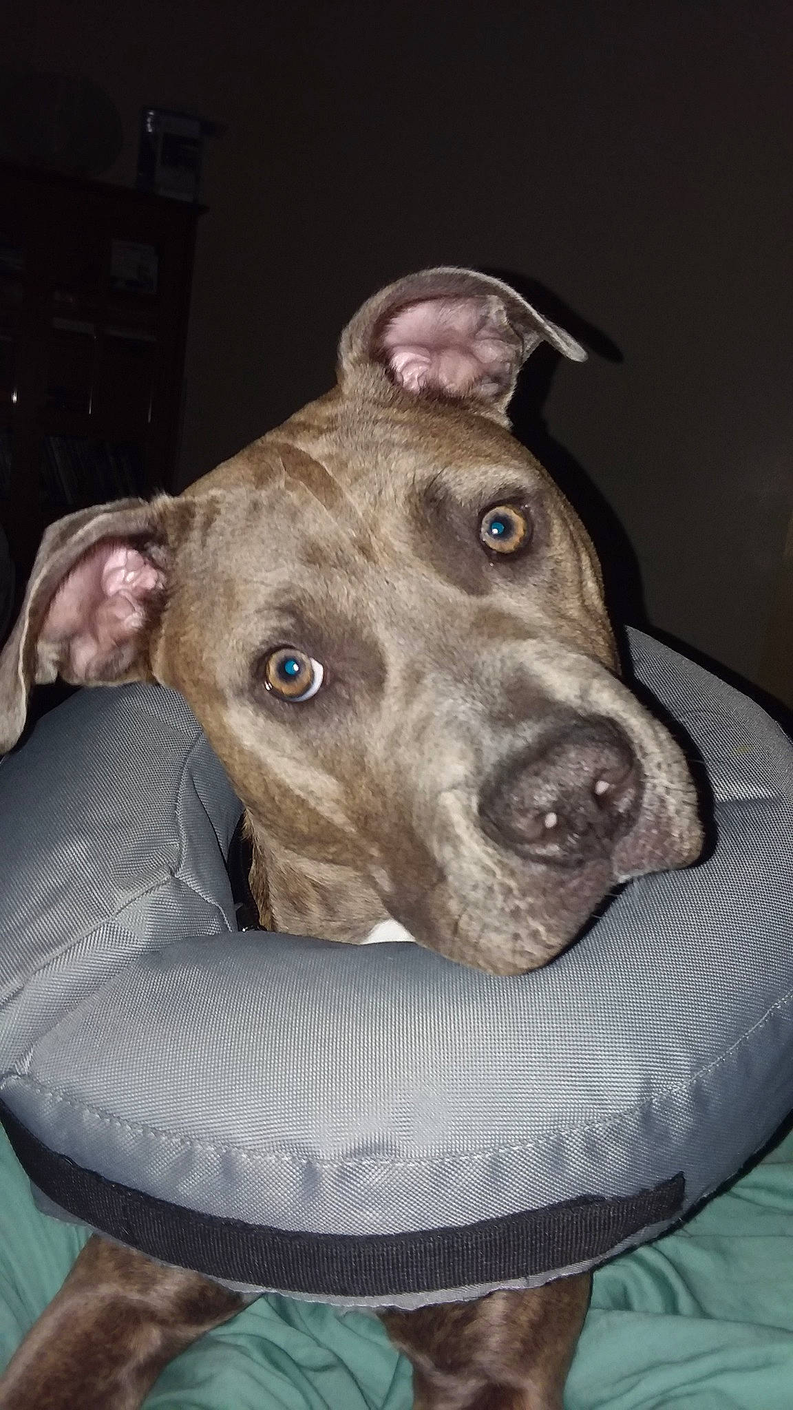 Gotti is registered to the contest to win money with this photo: american_pit_bull_terrier, american_staffordshire_terrier, canidae, carnivore, dog, dog_breed, dog_collar, ear, fawn, mammal, non_sporting_group, nose, pit_bull, snout, sporting_group, vertebrate, weimaraner, whiskers
