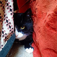 Sniff joined the competition — help win amazing prizes! black_and_white, carpet, cat, claw, close_up, cozy, curious, fabric, feline, hiding, home, indoor, orange_cushion, patterned_cloth, paw, pet, resting, texture, whiskers, yellow_eye