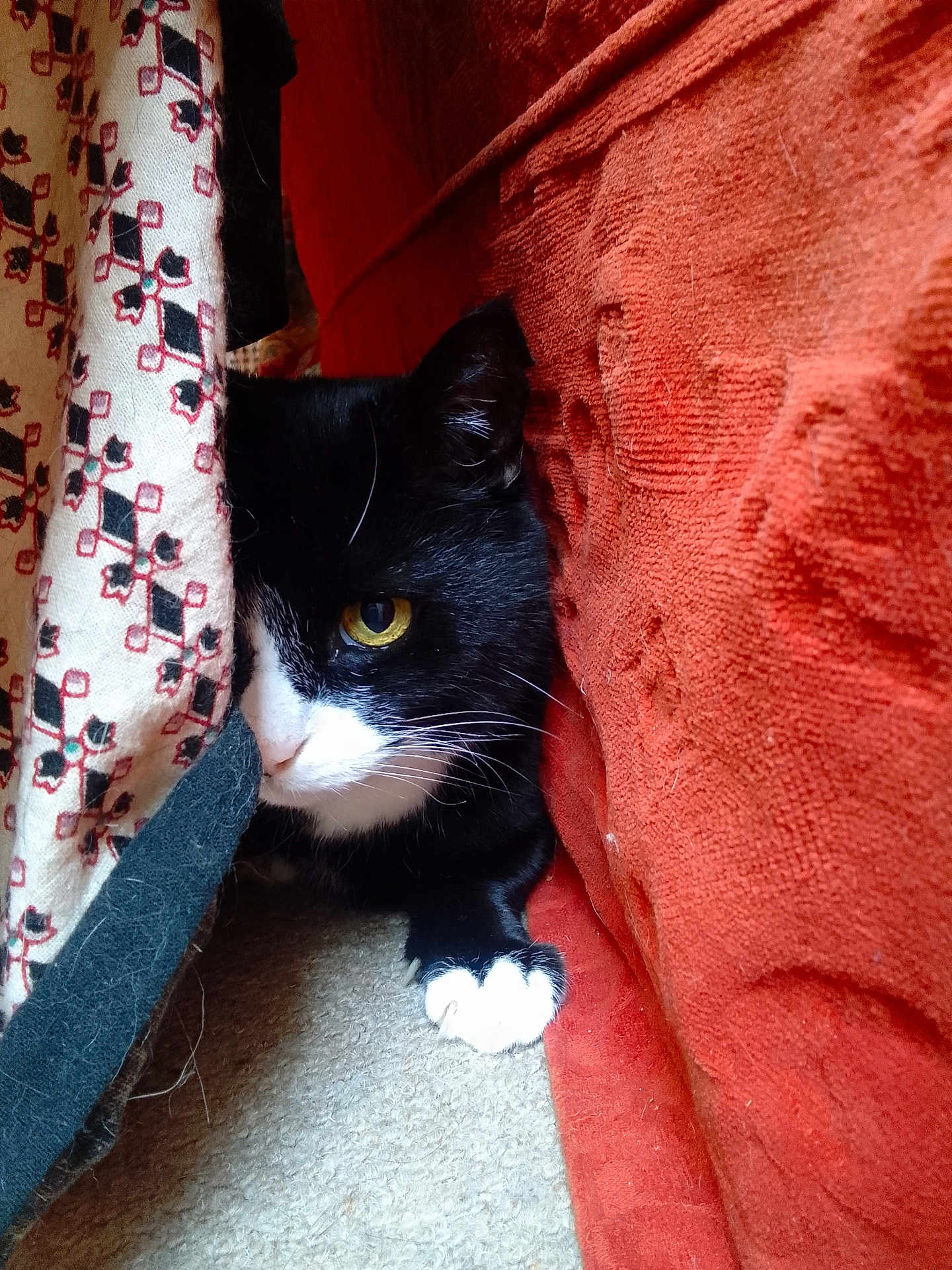 Sniff joined the competition — help win amazing prizes! black_and_white, carpet, cat, claw, close_up, cozy, curious, fabric, feline, hiding, home, indoor, orange_cushion, patterned_cloth, paw, pet, resting, texture, whiskers, yellow_eye