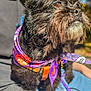Luna joined the competition — help win amazing prizes! blurred_background, brown_eyes, casual_clothing, closeup, dog, happy, jeans, lap, leash, mustache, nature, orange_harness, outdoor, person, pet, portrait, purple_bandana, short_fur, sitting, sunlight
