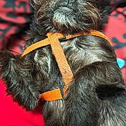 Luna joined the competition — help win amazing prizes! animal, background, black_dog, black_pattern, canine, closeup, companion, cute, dog, friendly, fur, indoor, looking_up, mammal, orange_harness, pet, portrait, red, relaxed, scruffy