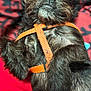 animal, background, black_dog, black_pattern, canine, closeup, companion, cute, dog, friendly, fur, indoor, looking_up, mammal, orange_harness, pet, portrait, red, relaxed, scruffy