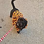 Luna joined the competition — help win amazing prizes! black_dog, concrete, costume, cute, daylight, dog, feet, halloween_outfit, leash, looking_up, orange_clothing, outdoor, pedicure, pet, pumpkins, sandals, sidewalk, skulls, small_dog, tail
