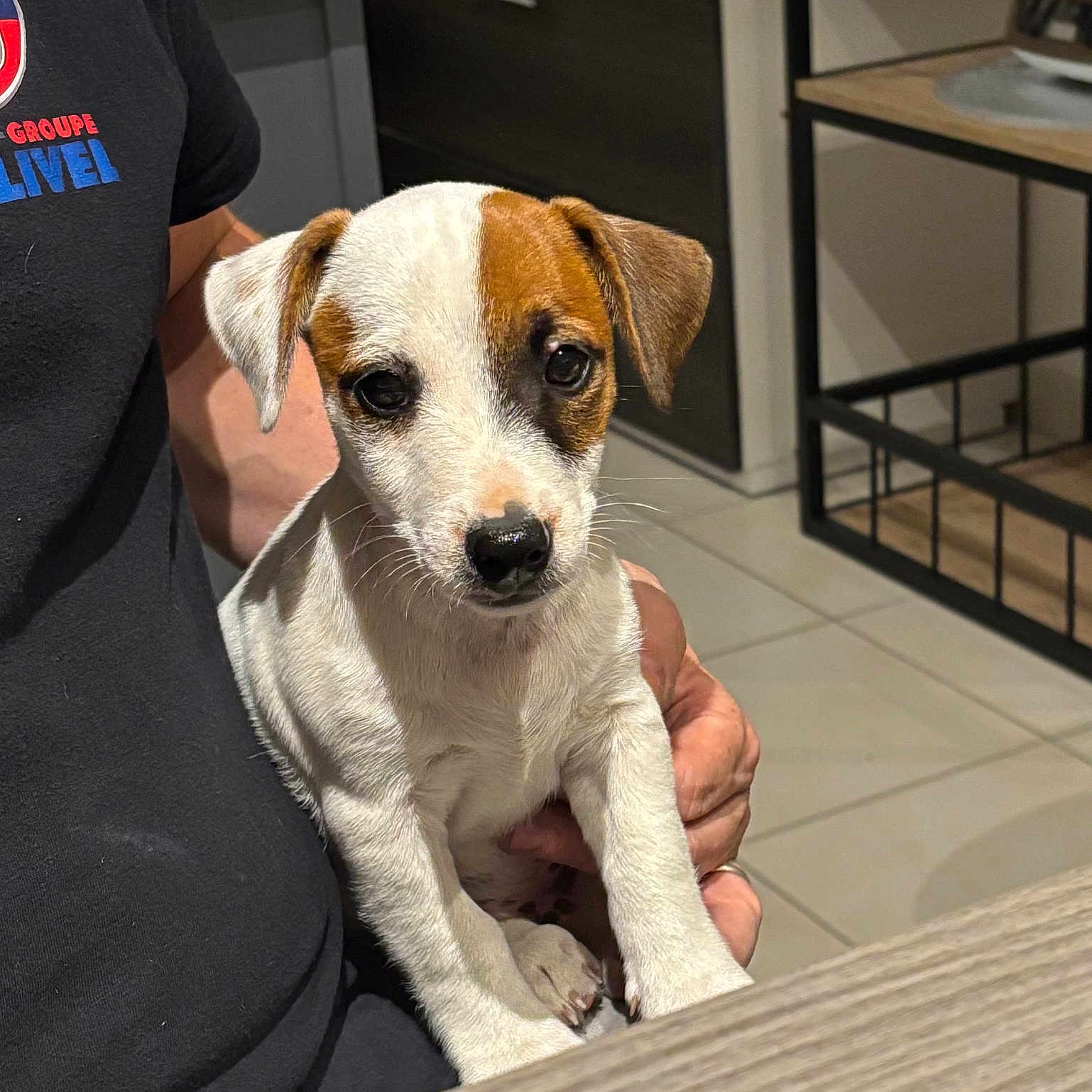 Buzz a rejoint le concours — aidez-le/la à gagner de superbes lots ! puppy, dog, white_fur, brown_patch, person, hand, black_shirt, indoor, kitchen, tile_floor, table, wooden_table, pet, cute, young_dog, animal, domestic, fur, face, ears