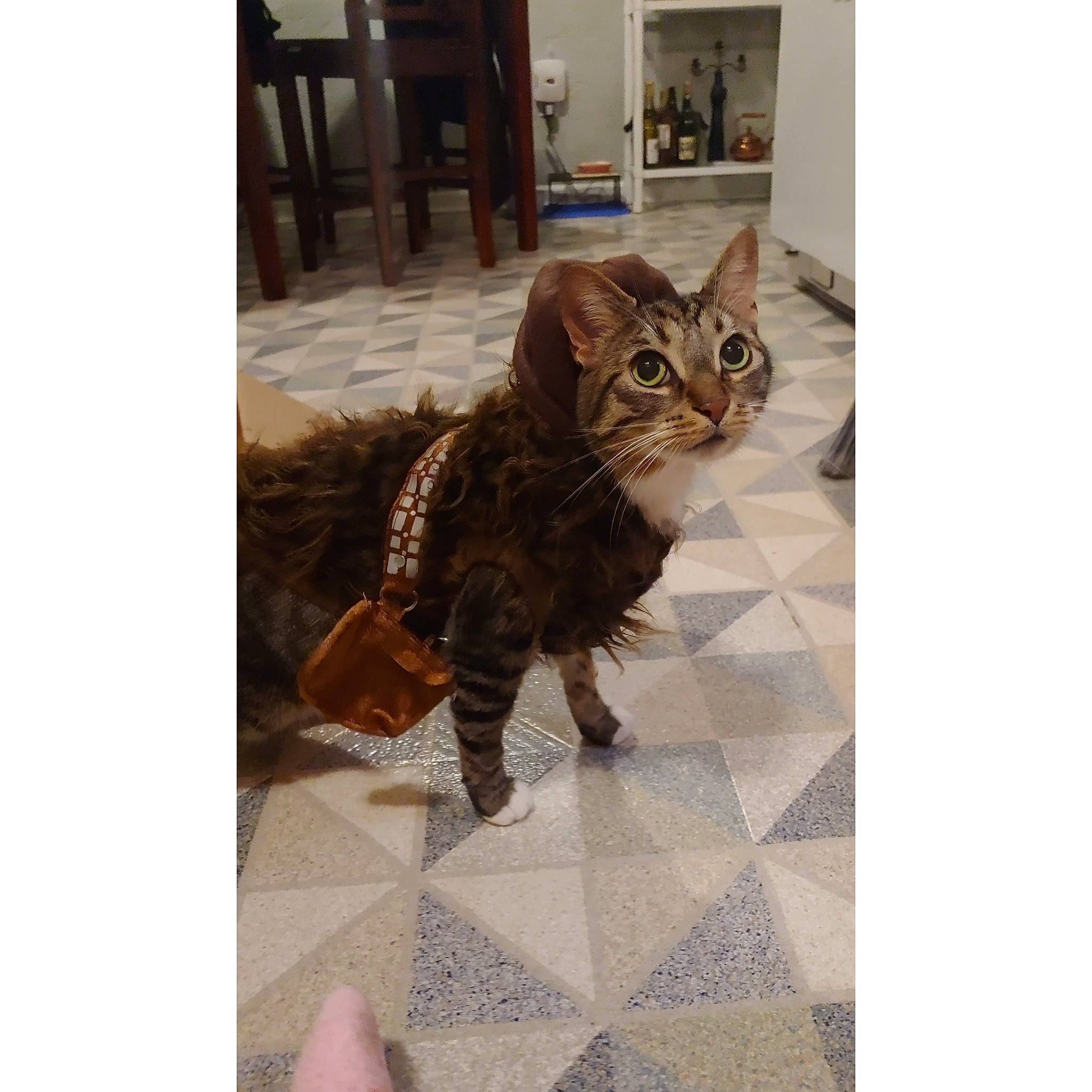 Jango is registered to the contest to win money with this photo: brown, carnivore, cat, chair, domestic_short_haired_cat, door, felidae, floor, flooring, fur, metal, pattern, rectangle, small_to_medium_sized_cats, square, tail, terrestrial_animal, whiskers, window, wood