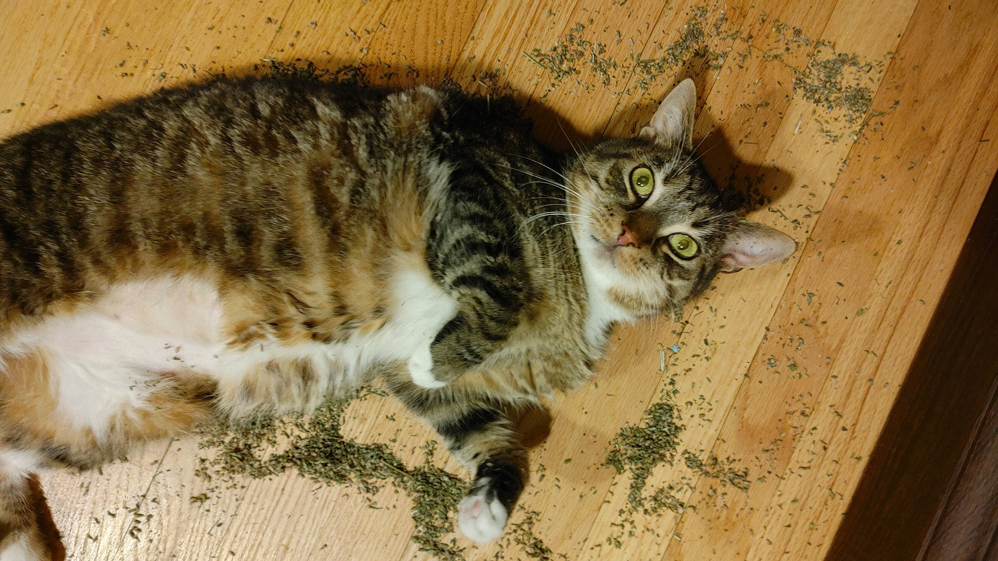 Jango is registered to the contest to win money with this photo: carnivore, cat, claw, domestic_short_haired_cat, door, felidae, flooring, fur, paw, small_to_medium_sized_cats, snout, tail, terrestrial_animal, vertebrate, whiskers, window, wood