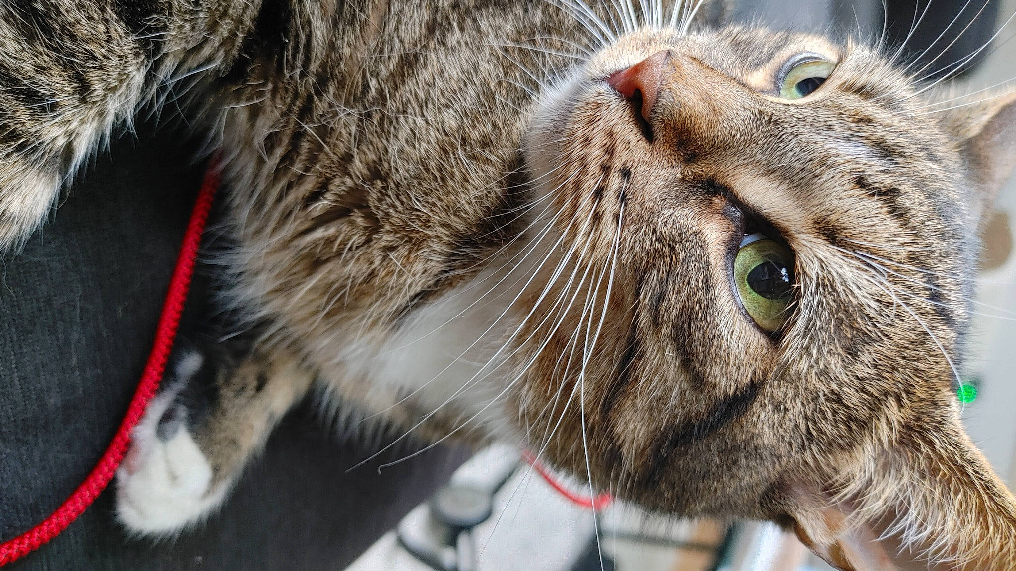 Jango is registered to the contest to win money with this photo: carnivore, cat, claw, close_up, domestic_short_haired_cat, eye, felidae, fur, grass, paw, photography, sand, small_to_medium_sized_cats, snout, terrestrial_animal, whiskers, wildlife