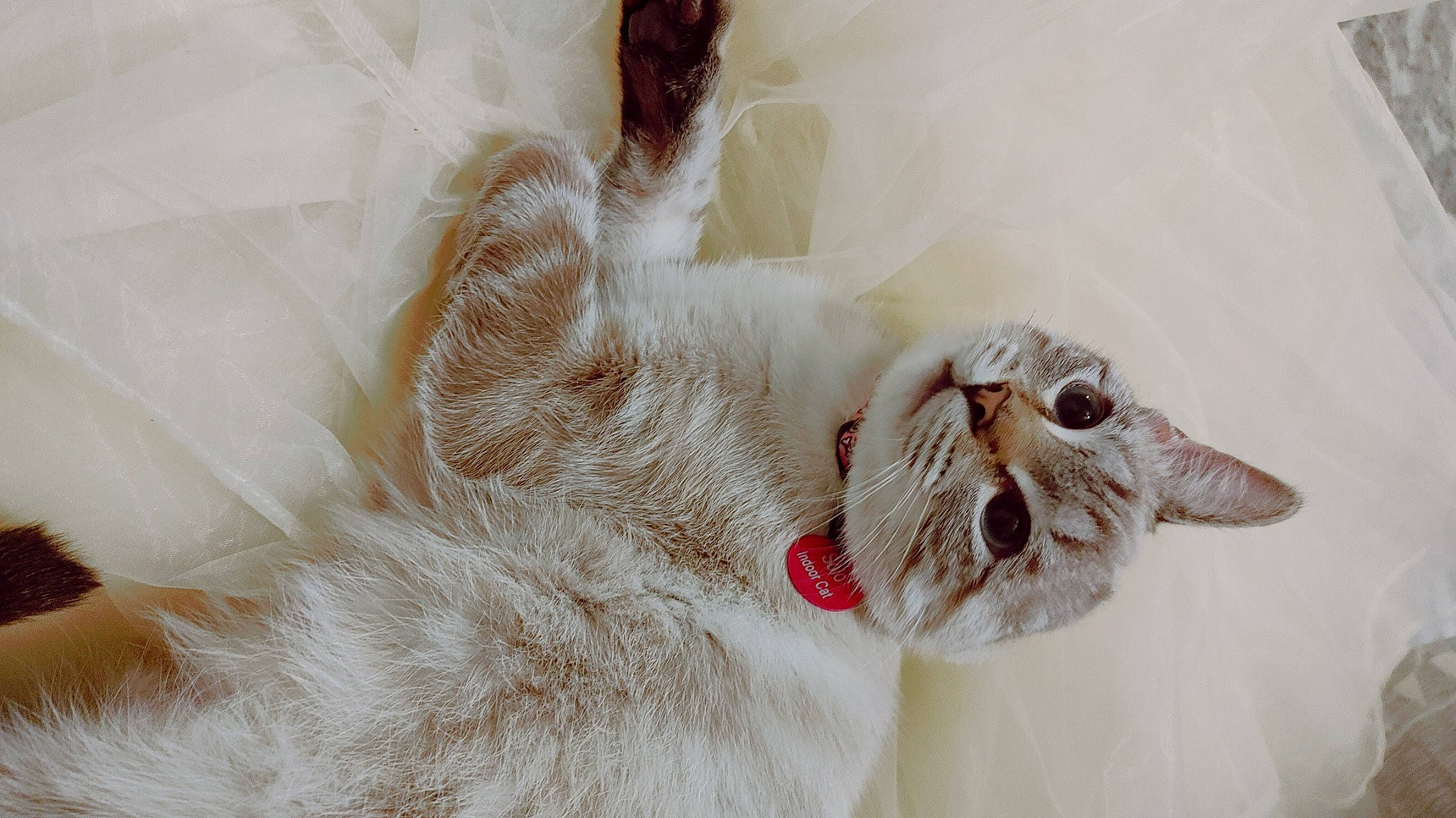 Solo is registered to the contest to win money with this photo: carnivore, cat, claw, comfort, domestic_short_haired_cat, ear, eye, fang, felidae, fur, gesture, jaw, paw, small_to_medium_sized_cats, snout, whiskers, yawn