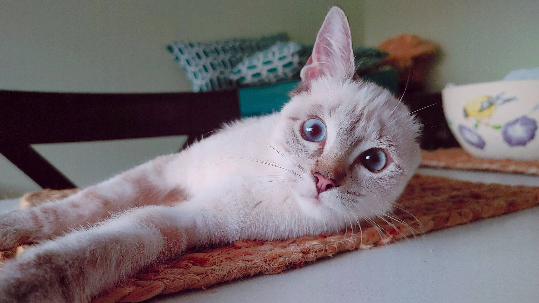 Solo joined the competition — help win amazing prizes! carnivore, cat, cat_supply, comfort, domestic_short_haired_cat, felidae, fur, paw, serveware, small_to_medium_sized_cats, snout, tail, whiskers