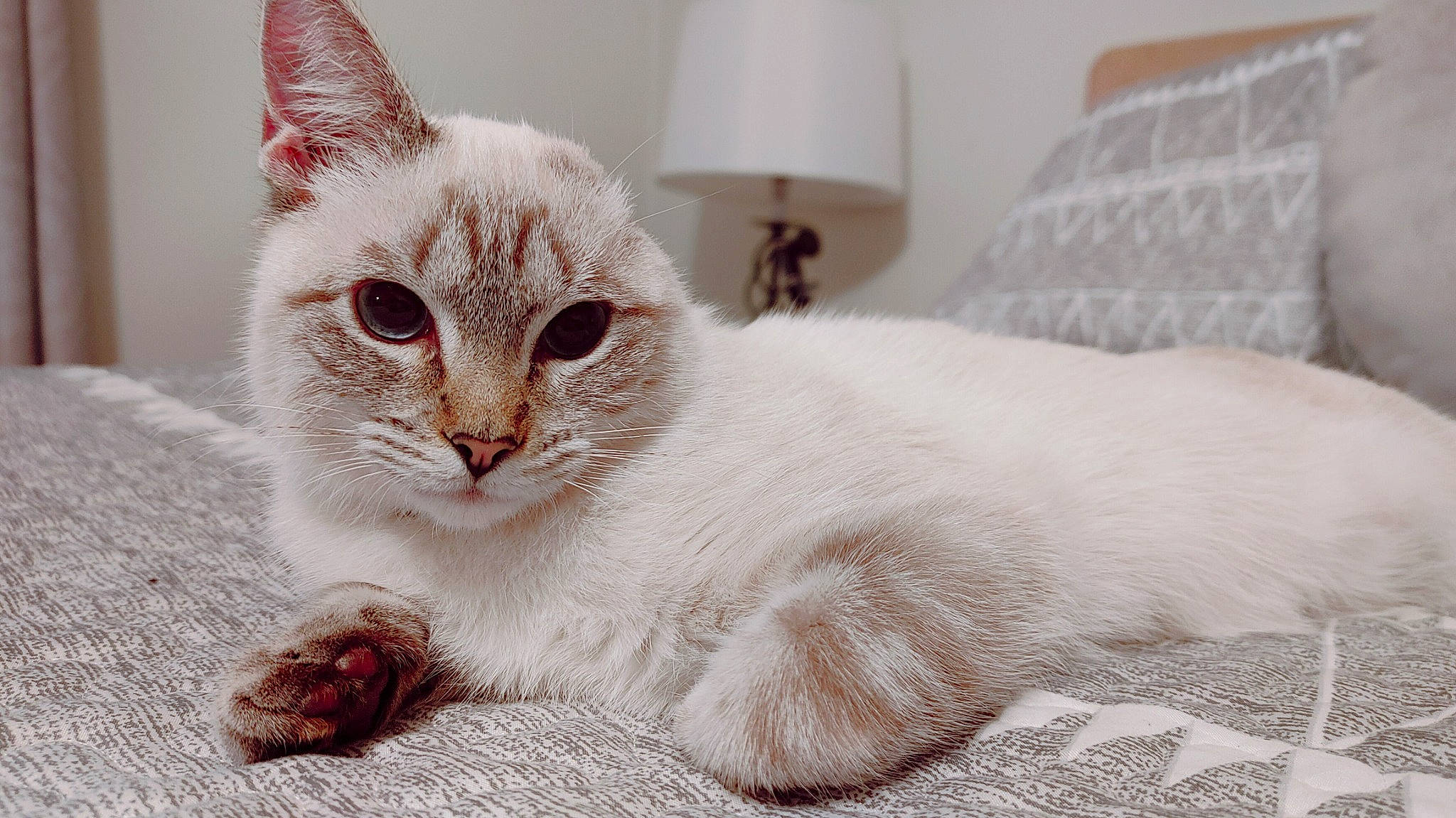 Solo is registered to the contest to win money with this photo: bedding, carnivore, cat, cat_supply, claw, comfort, domestic_short_haired_cat, fang, felidae, foot, fur, lamp, lampshade, linens, paw, room, small_to_medium_sized_cats, terrestrial_animal, whiskers, window