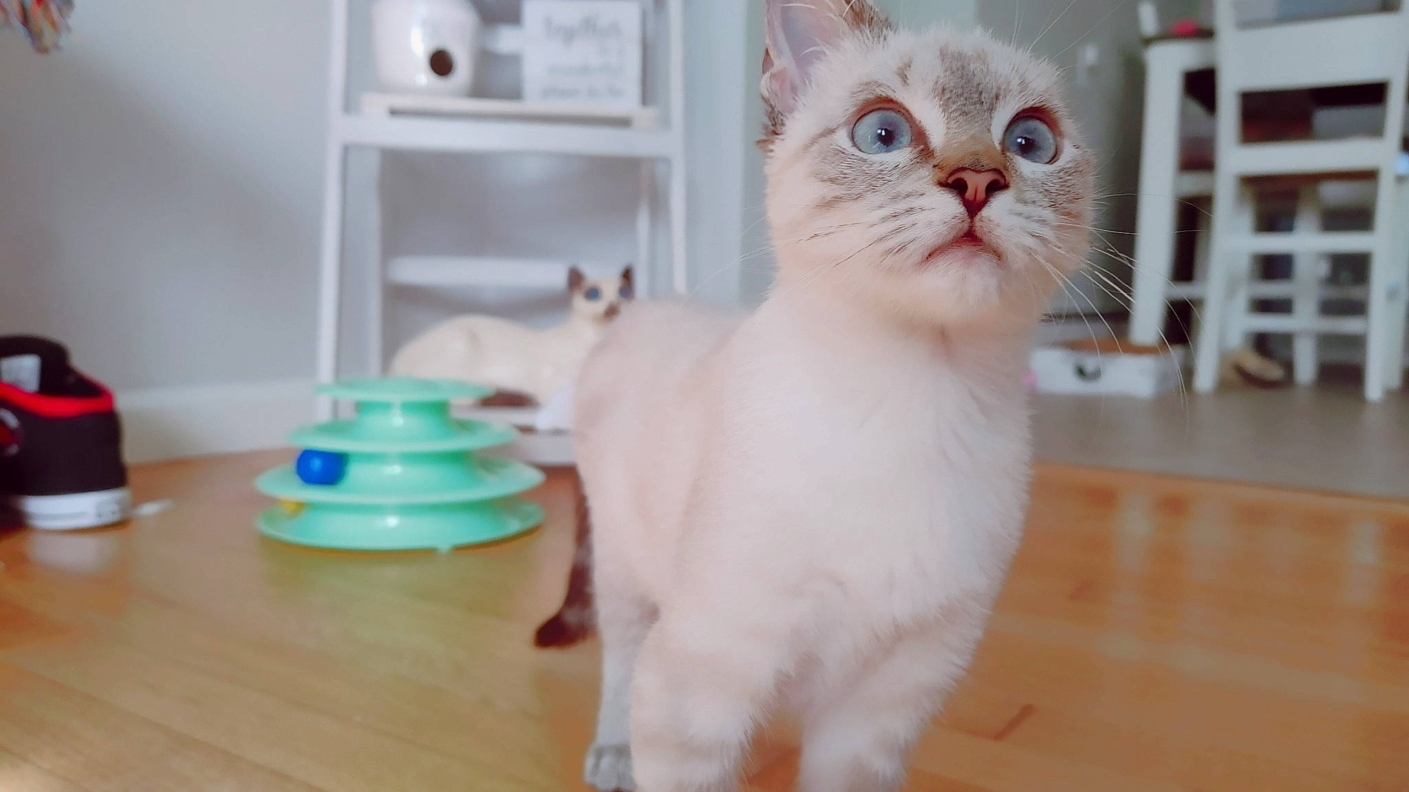 Solo joined the competition — help win amazing prizes! carnivore, cat, domestic_short_haired_cat, felidae, flooring, fur, hardwood, laminate_flooring, paw, pet_supply, room, serveware, shelf, small_to_medium_sized_cats, tableware, tail, varnish, whiskers, wood, wood_flooring