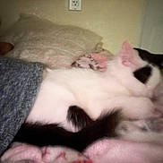 Mina is registered to the contest to win money with this photo: cat, black_and_white, blanket, bed, sleeping, indoor, feline, tail, pink, gray, cozy, soft, resting, fur, domestic_animal, home, comfort, animal, pet, quiet