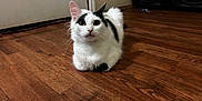 Mina is registered to the contest to win money with this photo: cat, white_cat, black_spots, wooden_floor, indoor, pet, animal, ears, whiskers, door, speakers, flooring, looking, sitting, fur, curious, home, domestic, feline, quiet