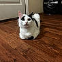animal, black_spots, cat, curious, domestic, door, ears, feline, flooring, fur, home, indoor, looking, pet, quiet, sitting, speakers, whiskers, white_cat, wooden_floor