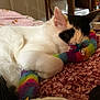 Mina joined the competition — help win amazing prizes! cat, sleeping, white, black, toy, rainbow, fuzzy, bell, blanket, pink, cozy, cute, pet, indoor, relaxed, fur, animal, resting, closeup, comfort