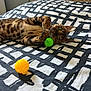 Caramel participe au concours pour gagner de l'argent avec cette photo : bengal_cat, cat, pet, bed, bedspread, patterned_bedspread, black_and_white, green_ball, yellow_ball, toy, playing, lying_down, indoor, feline, striped, spots, whiskers, ears, paws, curious