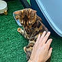 cat, bengal_cat, hand, bracelet, green_turf, food_container, water_bowl, pet, animal, feline, domestic_cat, striped, spotted, whiskers, ears, fur, indoor, closeup, touch, relaxation