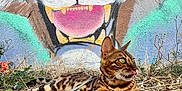 Caramel a rejoint le concours — aidez-le/la à gagner de superbes lots ! bengal_cat, cat, animal, mural, graffiti, tiger_painting, outdoor, rocky_ground, tongue_out, stripes, wildlife_art, playful, nature, leash, colorful, urban_art, feline, closeup, eyes, texture