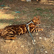 Caramel a rejoint le concours — aidez-le/la à gagner de superbes lots ! bengal_cat, cat, animal, pet, leash, harness, outdoor, nature, dirt, pine_needles, rocks, grass, wildlife, feline, striped, spotted, laying_down, alert, brown, sunlight