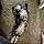 Sir Reginald