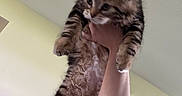 Sir Reginald joined the competition — help win amazing prizes! kitten, cat, tabby, fluffy, pet, indoor, person, hand, arm, curious, feline, animal, cute, young, fur, holding, looking, domestic, mammal, playful