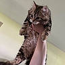 kitten, cat, tabby, fluffy, pet, indoor, person, hand, arm, curious, feline, animal, cute, young, fur, holding, looking, domestic, mammal, playful