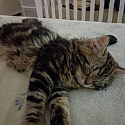 Sir Reginald is registered to the contest to win money with this photo: kitten, cat, sleeping, tabby, fluffy, pet, indoor, blanket, bed, remote_control, crib, furniture, cozy, resting, animal, cute, domestic, young, fur, peaceful