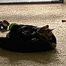 Sir Reginald is registered to the contest to win money with this photo: cat, pet, carpet, indoor, window, soft_bed, toy, furniture, cozy, animal, fur, light, shadow, resting, domestic, home, comfortable, relaxing, plaything, black_bed