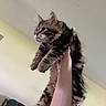 Sir Reginald joined the competition — help win amazing prizes! kitten, cat, tabby, fluffy, pet, animal, indoor, person, arm, hand, ceiling, wall, furniture, chair, curious, holding, cute, young, brown, striped